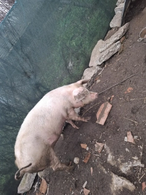 Scrofita crescuta in gospodarie  proprie - imagine 2