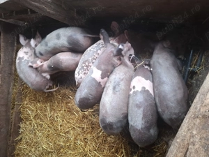 Purcei de vânzare  - imagine 2