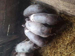 Purcei de vânzare  - imagine 3