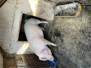 Vând porc pentru Crăciun  - imagine 3