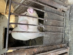 Vând porc pentru Crăciun  - imagine 2