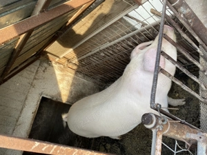 Vând porc pentru Crăciun  - imagine 4