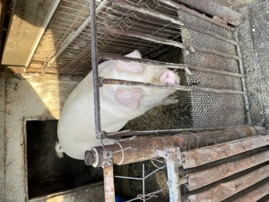 Vând porc pentru Crăciun  - imagine 5