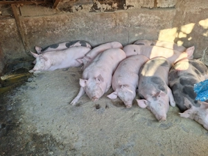 Vand 2 porci sunt de tara nu de ferma - imagine 2