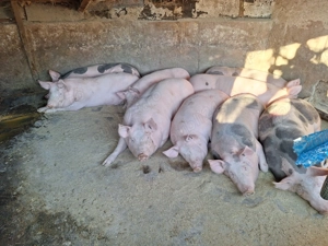 Vand 2 porci sunt de tara nu de ferma - imagine 4