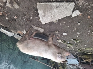 Scrofita de vanzare - imagine 5