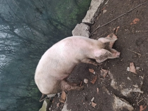 Scrofita de vanzare - imagine 3