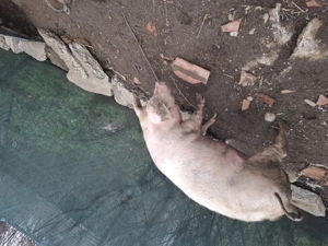 Scrofita de vanzare - imagine 2