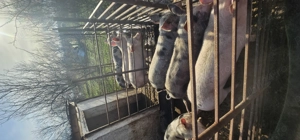 Vând porci 50-70 kg