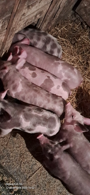 Vând purcei și șuldei pietrani  - imagine 2