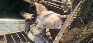 Vând porci 50-70 kg - imagine 5