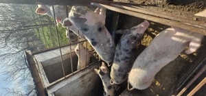 Vând porci 50-70 kg - imagine 3