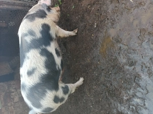 Vând porc  - imagine 3