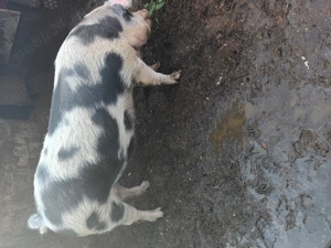 Vând porc  - imagine 5