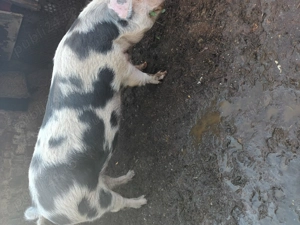 Vând porc  - imagine 4