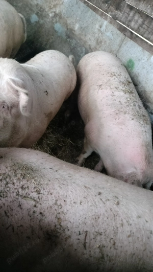 Vând porc calitate extra crescut cu cereale din productie proprie  - imagine 3