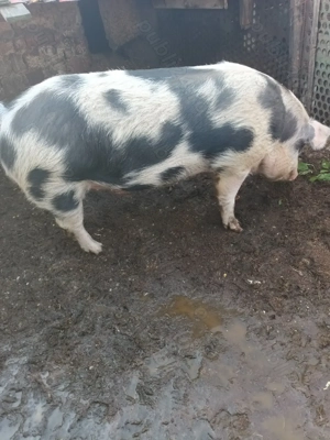 Vând porc  - imagine 2