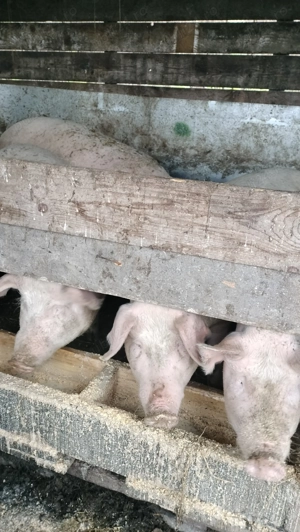Vând porc calitate extra crescut cu cereale din productie proprie  - imagine 4