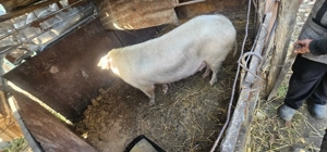 Vând scroafă  - imagine 2