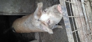 Purcea de vanzare neg  - imagine 2