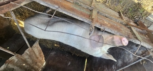 Vând scroafă  - imagine 4