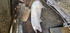 Vând scroafă  - imagine 3