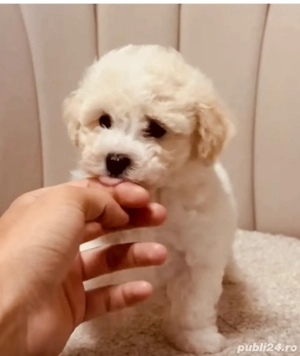 Vand bishon talie mica 2 luni baietel vaccinat si deparazitat 