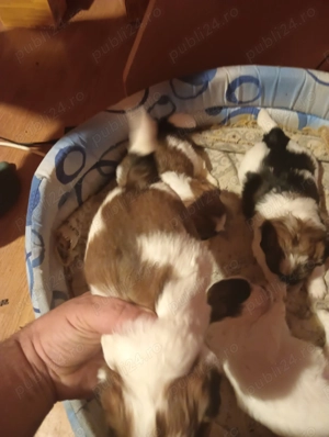 Vând 4 cățelușe shihtzu - imagine 2