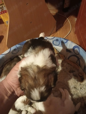 Vând 4 cățelușe shihtzu - imagine 3