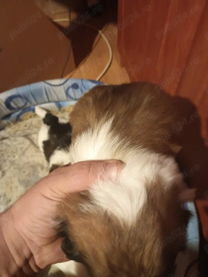 Vând 4 cățelușe shihtzu - imagine 4