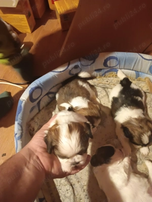 Vând 4 cățelușe shihtzu - imagine 5