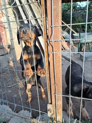 Vând 2 femele jagd terrier - imagine 3