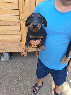 Vând 2 femele jagd terrier - imagine 2