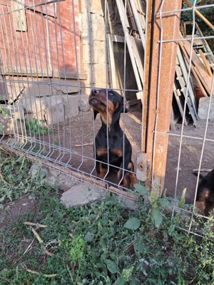 Vând 2 femele jagd terrier - imagine 4