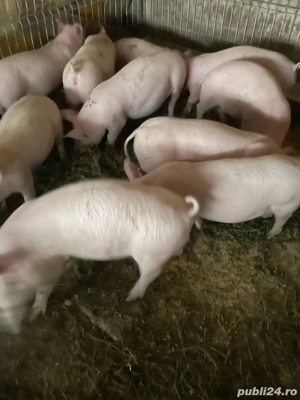 vand grosteii ! - imagine 2