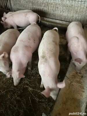 vand grosteii ! - imagine 3