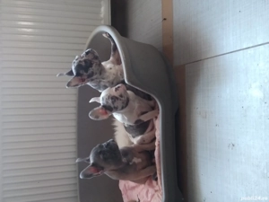 catei bulldog francez - imagine 2