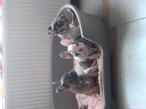 catei bulldog francez