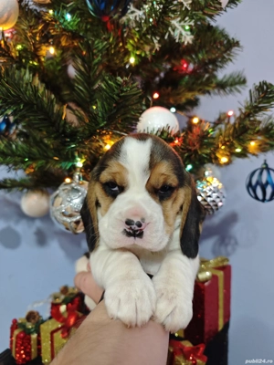 Pui Beagle tricolor rasă pură  - imagine 4