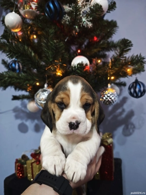 Pui Beagle tricolor rasă pură  - imagine 3