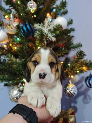 Pui Beagle tricolor rasă pură 