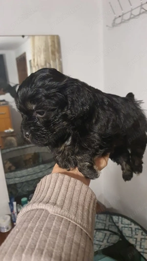 pui bichon superbi - imagine 2