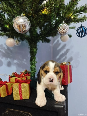 Pui Beagle tricolor rasă pură  - imagine 2