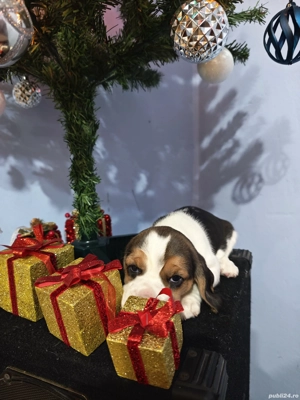 Pui Beagle tricolor rasă pură  - imagine 5