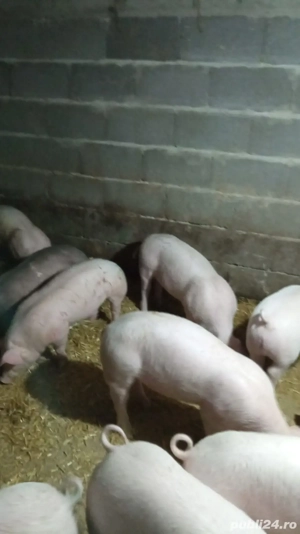 Purcei de vânzare 
