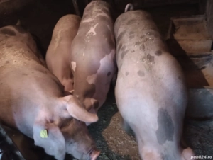 porc de vânzare in jur de 120kg - imagine 2