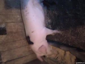 porc de vânzare in jur de 120kg - imagine 3