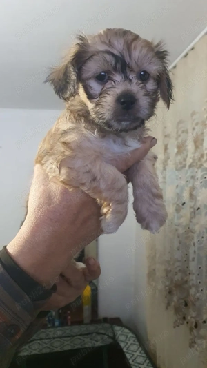 pui bichon superbi - imagine 4