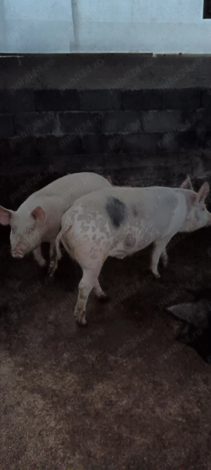 Vând 2 porci 100 kg - imagine 2