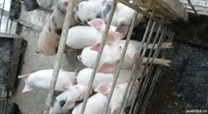 vand purceluși Duroc ORIGINAL 